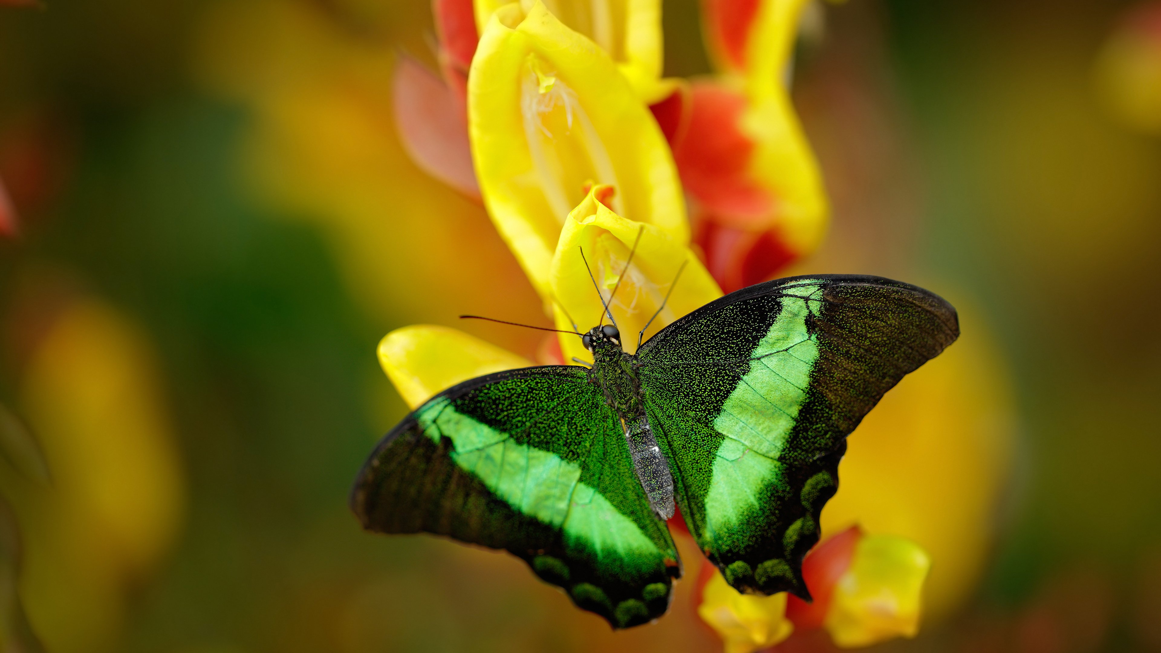 欧冠史诗夜，巴拉圭重炮撕碎北欧铁壁，火力美学碾压战术纪律